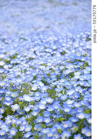 ネモフィラの花が咲き誇る大阪まいしまシーサイドパークの風景 50170776