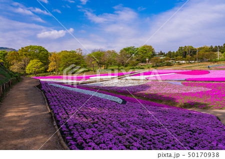（埼玉県）羊山公園・芝桜の丘 50170938