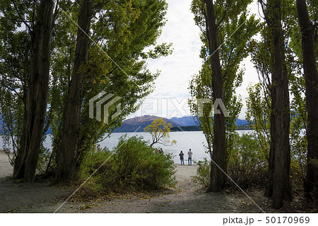 ワナカ湖　That Tree 50170969