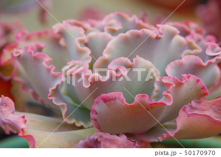 多肉植物 50170970