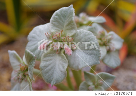 多肉植物 50170971