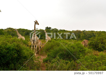 野生のキリン 50170997