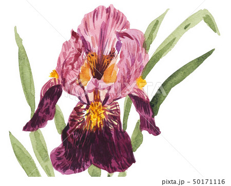 iris19425pix7 50171116