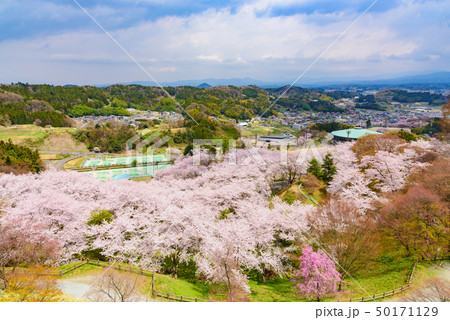 春の霞ヶ城公園 春の霞ヶ城公園 50171129