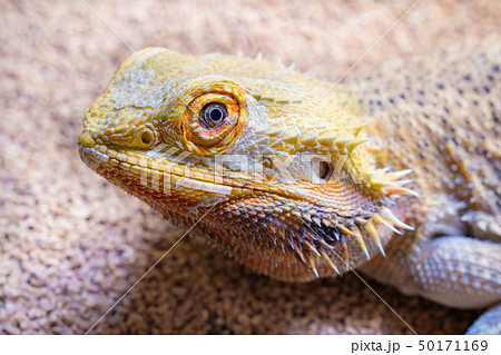 かわいいフトアゴヒゲトカゲの写真 かわいいフトアゴヒゲトカゲの写真 50171169