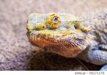 かわいいフトアゴヒゲトカゲの写真 50171170
