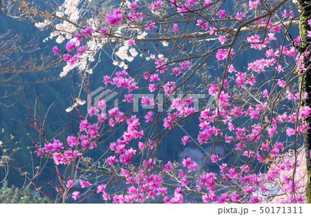 ツツジの紫 50171311