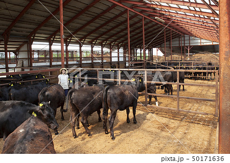 牛舎で働く女性 50171636