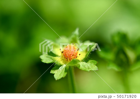 ヘビイチゴの実 50171920
