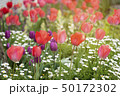 Beautiful tulips field and sunlight in summer 50172302