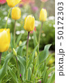 Beautiful tulips field and sunlight in summer 50172303