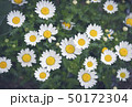 Beautiful white flower field and sunlight in summe 50172304