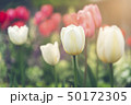 Beautiful tulips field and sunlight in summerBeaut 50172305
