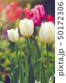 Beautiful tulips field and sunlight in summer 50172306