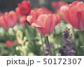 Beautiful tulips field and sunlight in summer 50172307
