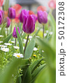 Beautiful tulips field and sunlight in summer 50172308