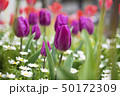 Beautiful tulips field and sunlight in summer 50172309