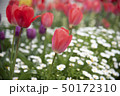 Beautiful tulips field and sunlight in summer 50172310
