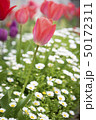 Beautiful tulips field and sunlight in summer 50172311