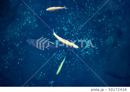 忍野八海の湧水群を泳ぐ鱒 50172416