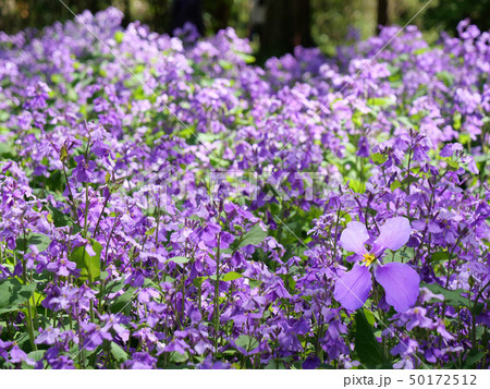 諸葛菜 諸葛菜 50172512