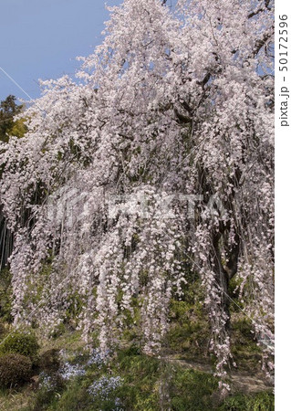 青梅梅岩寺のしだれ桜 50172596