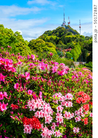 稲佐山公園のツツジ 【長崎県長崎市】 稲佐山公園のツツジ 【長崎県長崎市】 50172887
