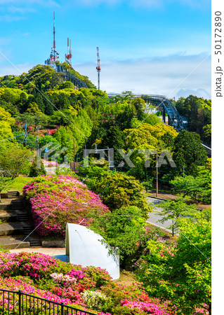 稲佐山公園のツツジ 【長崎県長崎市】 稲佐山公園のツツジ 【長崎県長崎市】 50172890