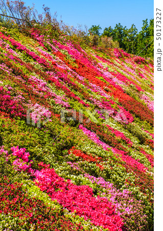 松本ツツジ園のツツジ　【長崎県大村市】 50173227