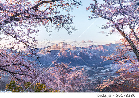なごり雪の積もる満開の桜と武甲山雪景色 50173230