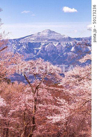 なごり雪の積もる満開の桜と武甲山雪景色 なごり雪の積もる満開の桜と武甲山雪景色 50173236