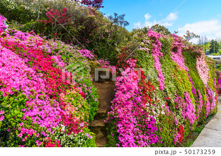 松本ツツジ園のツツジ 長崎県大村市 の写真素材
