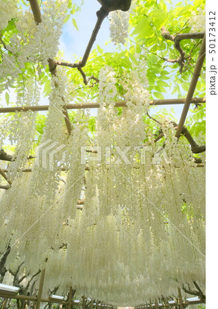 あしかがフラワーパーク 白藤のトンネル 50173412