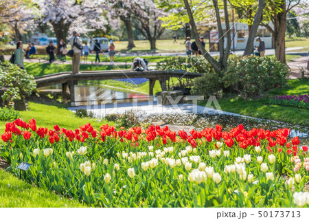 チューリップが咲くオランダ式庭園 の写真素材