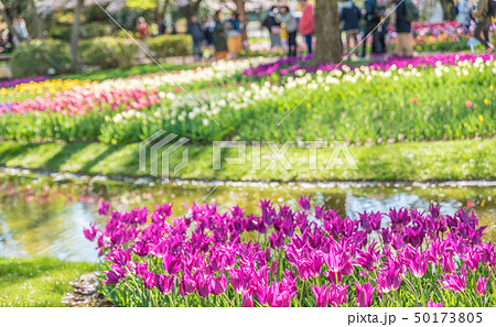 チューリップが咲くオランダ式庭園 の写真素材