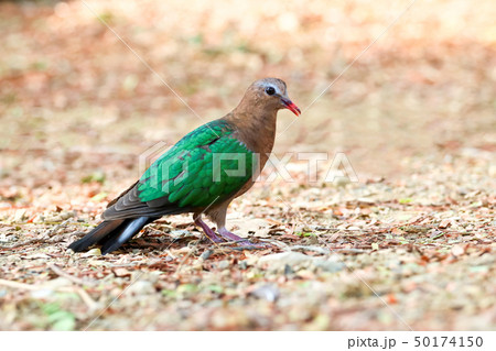 Image of bird, Common Emerald Dove on nature Image of bird, Common Emerald Dove on nature 50174150