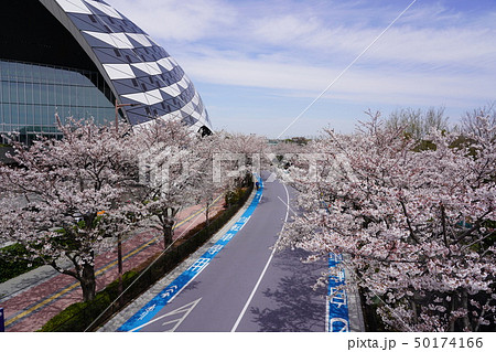 桜とスポーツ施設 桜とスポーツ施設 50174166