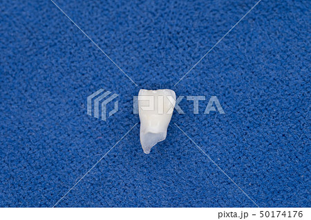 子供の抜けた歯 左前歯(左中切歯) 表側 子供の抜けた歯 左前歯(左中切歯) 表側 50174176