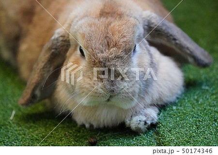 うさぎ うさぎ 50174346