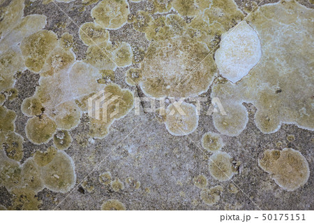 Various colors of lichen on stone background 50175151