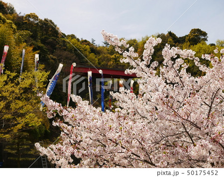 満開の桜と鯉のぼり 満開の桜と鯉のぼり 50175452