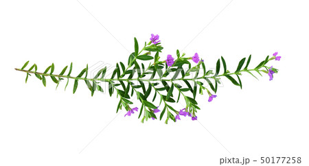 Closeup of green twig with small leaves and purple Closeup of green twig with small leaves and purple 50177258