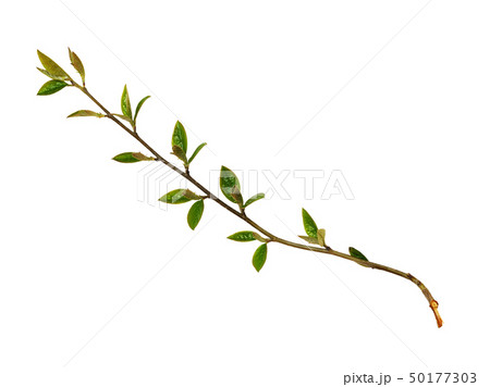 Spring twigs with small green leaves and buds Spring twigs with small green leaves and buds 50177303