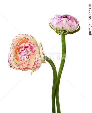 Two ranunculus flowers 50177316