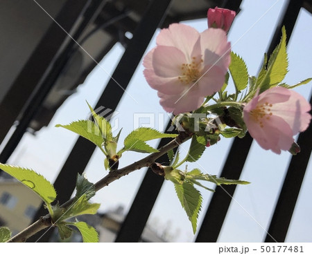 御殿場桜の盆栽 御殿場桜の盆栽 50177481