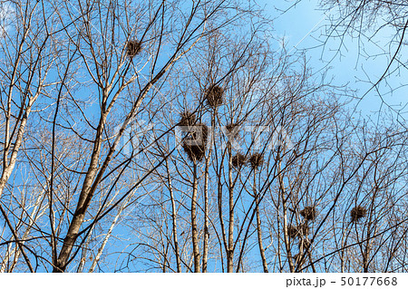Bird nests on the tree branches 50177668
