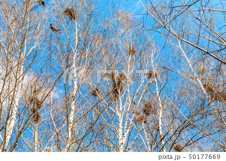 Bird nests on the tree branches 50177669