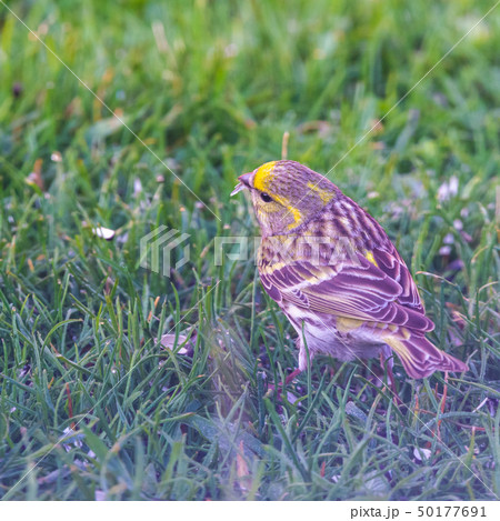Male bunting bird on lawn with black seed in beak Male bunting bird on lawn with black seed in beak 50177691