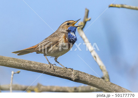 White-spotted bluethroat (Luscinia svecica) White-spotted bluethroat (Luscinia svecica) 50177770