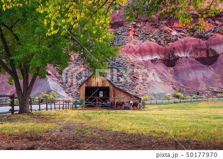 Historic barn with horses in the Capitol Reef National Park, Utah Historic barn with horses in the Capitol Reef National Park, Utah 50177970
